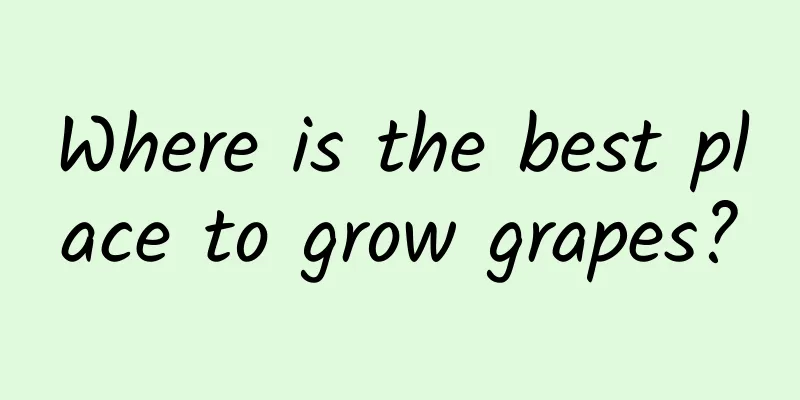 Where is the best place to grow grapes?