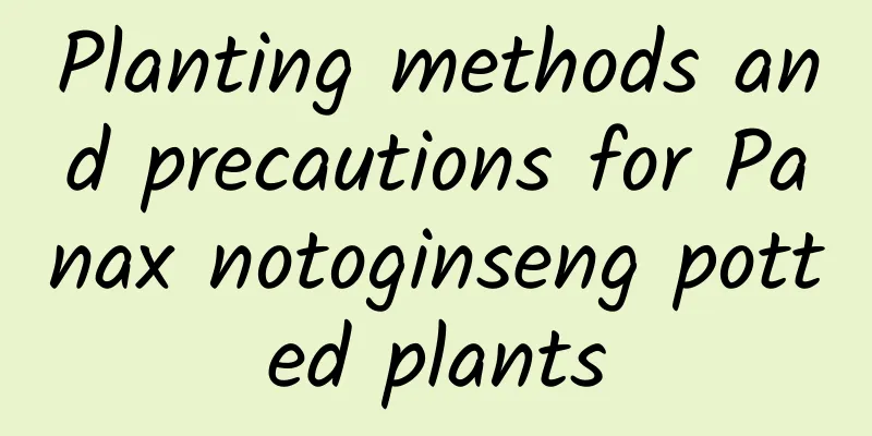 Planting methods and precautions for Panax notoginseng potted plants