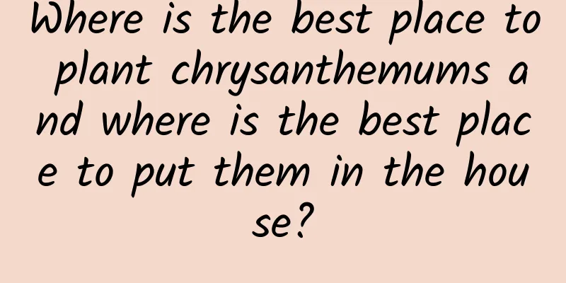 Where is the best place to plant chrysanthemums and where is the best place to put them in the house?