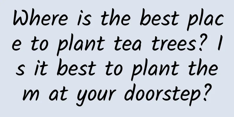 Where is the best place to plant tea trees? Is it best to plant them at your doorstep?