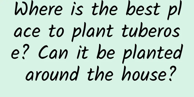 Where is the best place to plant tuberose? Can it be planted around the house?