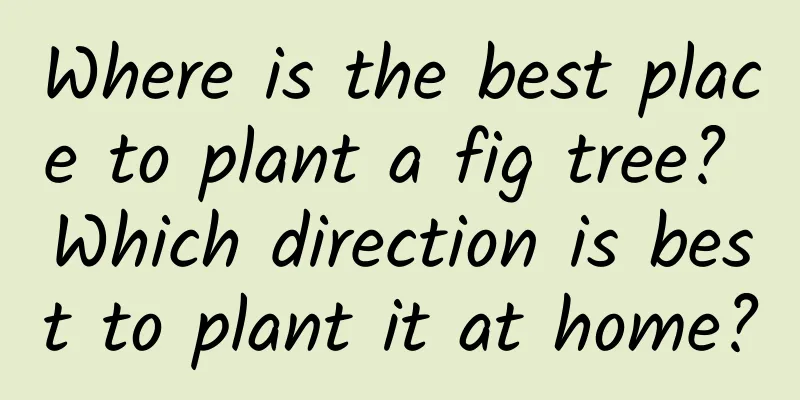 Where is the best place to plant a fig tree? Which direction is best to plant it at home?