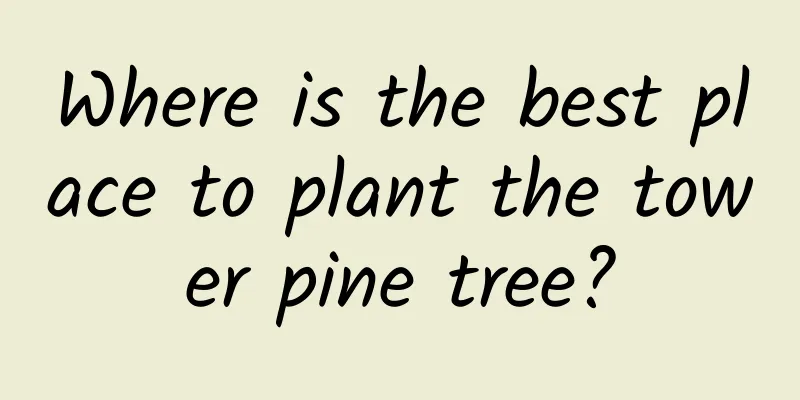 Where is the best place to plant the tower pine tree?