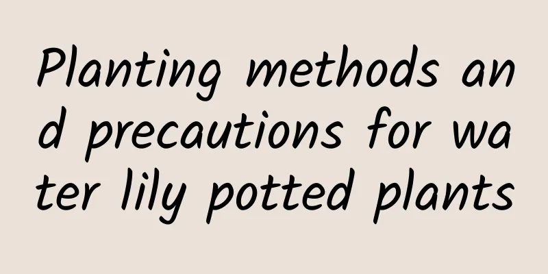 Planting methods and precautions for water lily potted plants