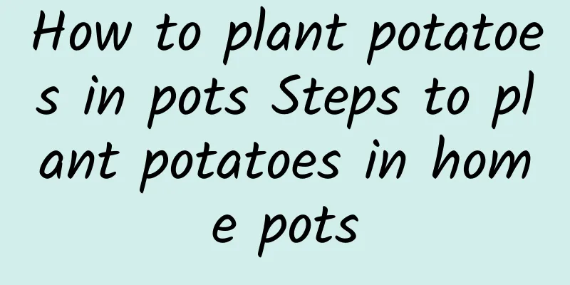 How to plant potatoes in pots Steps to plant potatoes in home pots