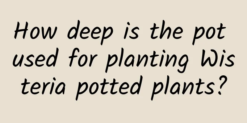How deep is the pot used for planting Wisteria potted plants?