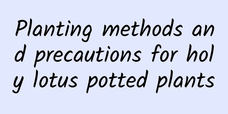Planting methods and precautions for holy lotus potted plants