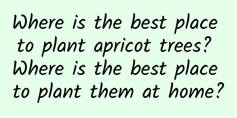 Where is the best place to plant apricot trees? Where is the best place to plant them at home?
