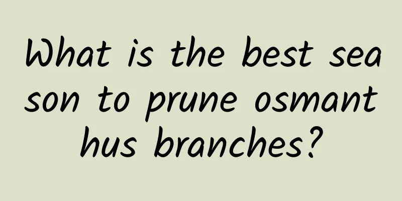 What is the best season to prune osmanthus branches?