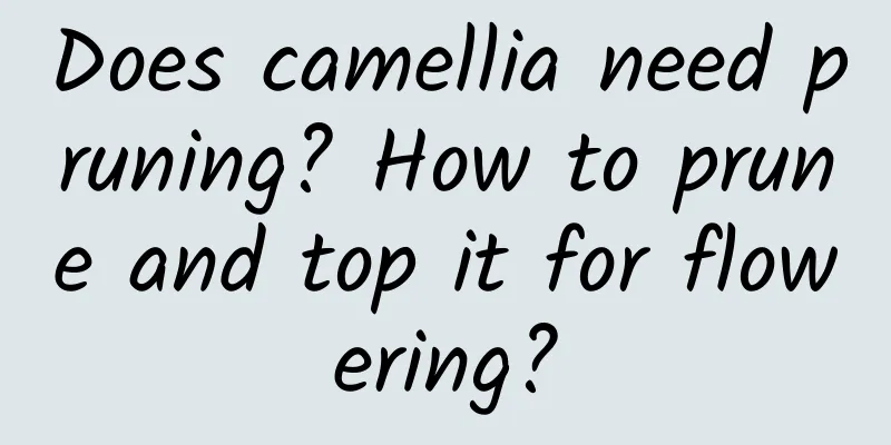 Does camellia need pruning? How to prune and top it for flowering?