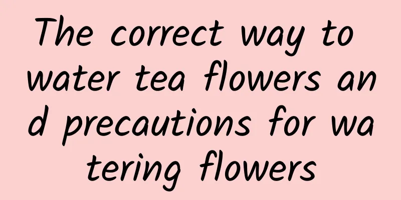 The correct way to water tea flowers and precautions for watering flowers