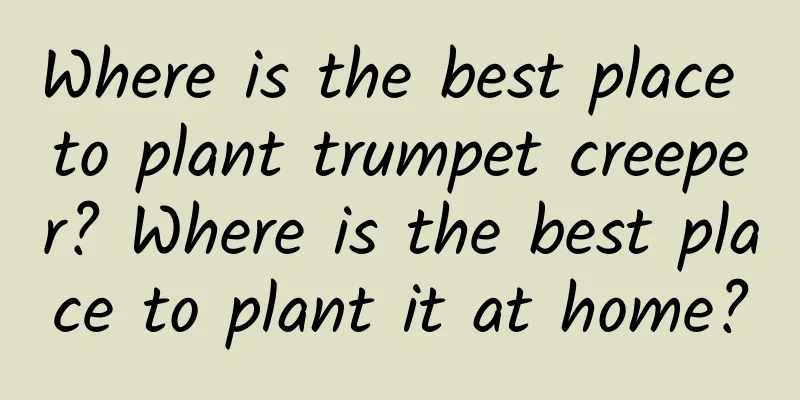 Where is the best place to plant trumpet creeper? Where is the best place to plant it at home?