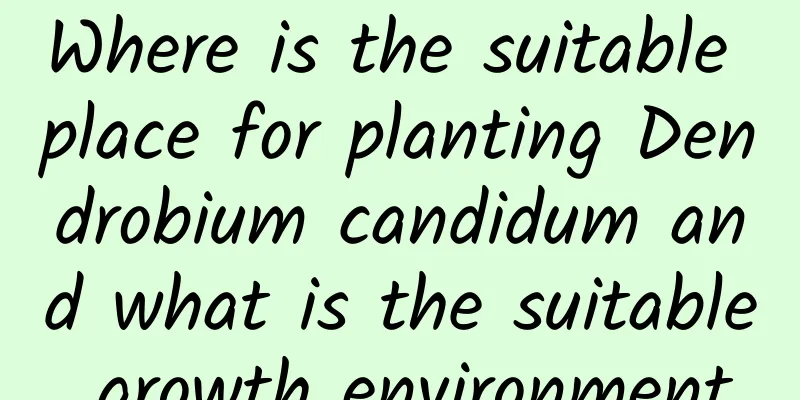 Where is the suitable place for planting Dendrobium candidum and what is the suitable growth environment