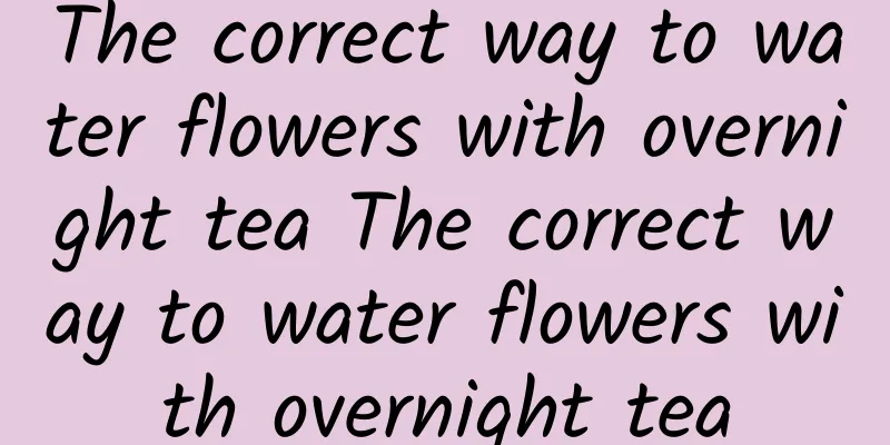 The correct way to water flowers with overnight tea The correct way to water flowers with overnight tea