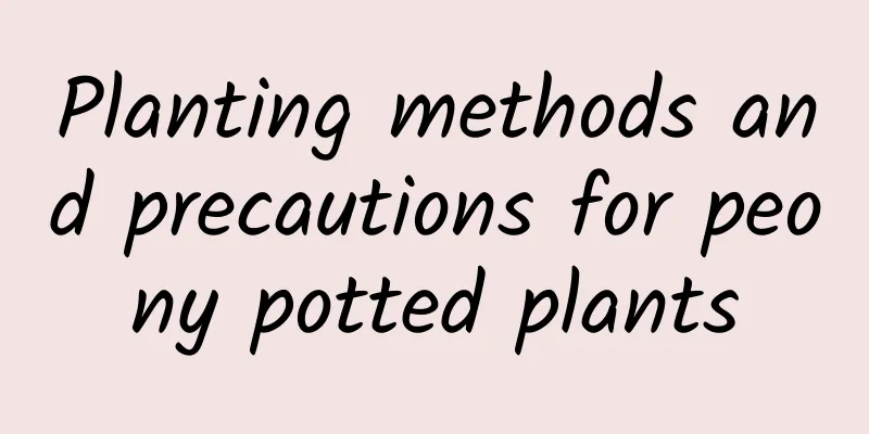 Planting methods and precautions for peony potted plants