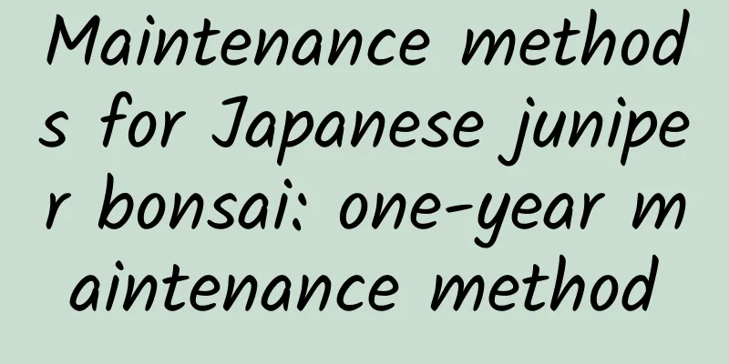 Maintenance methods for Japanese juniper bonsai: one-year maintenance method