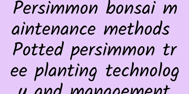 Persimmon bonsai maintenance methods Potted persimmon tree planting technology and management