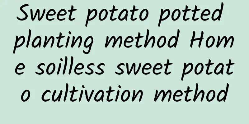 Sweet potato potted planting method Home soilless sweet potato cultivation method