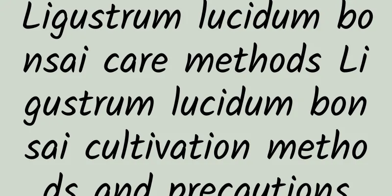 Ligustrum lucidum bonsai care methods Ligustrum lucidum bonsai cultivation methods and precautions