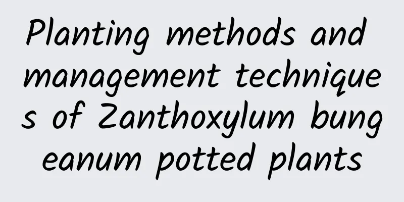 Planting methods and management techniques of Zanthoxylum bungeanum potted plants