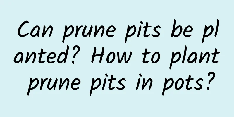 Can prune pits be planted? How to plant prune pits in pots?