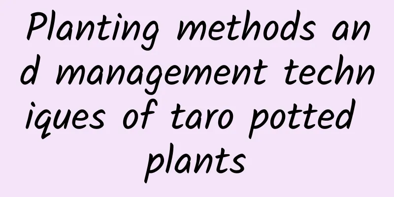Planting methods and management techniques of taro potted plants