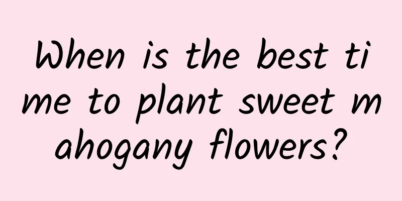 When is the best time to plant sweet mahogany flowers?
