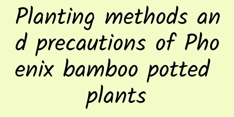 Planting methods and precautions of Phoenix bamboo potted plants