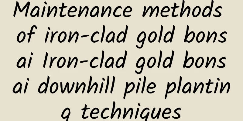 Maintenance methods of iron-clad gold bonsai Iron-clad gold bonsai downhill pile planting techniques