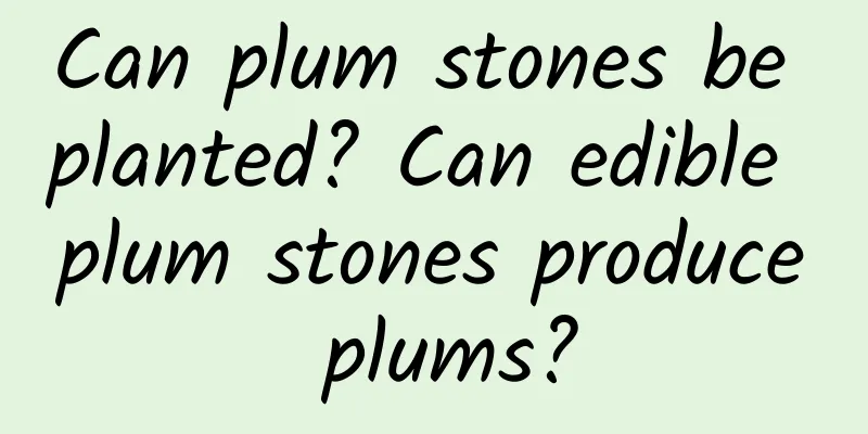 Can plum stones be planted? Can edible plum stones produce plums?