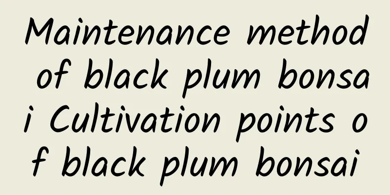 Maintenance method of black plum bonsai Cultivation points of black plum bonsai