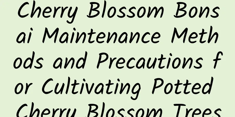 Cherry Blossom Bonsai Maintenance Methods and Precautions for Cultivating Potted Cherry Blossom Trees