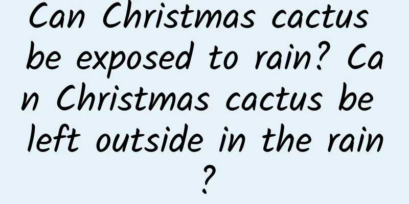 Can Christmas cactus be exposed to rain? Can Christmas cactus be left outside in the rain?