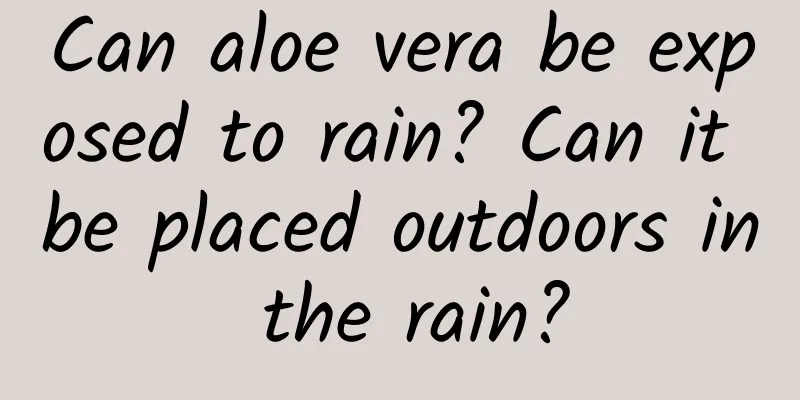 Can aloe vera be exposed to rain? Can it be placed outdoors in the rain?