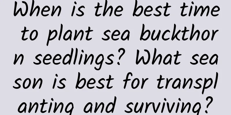 When is the best time to plant sea buckthorn seedlings? What season is best for transplanting and surviving?