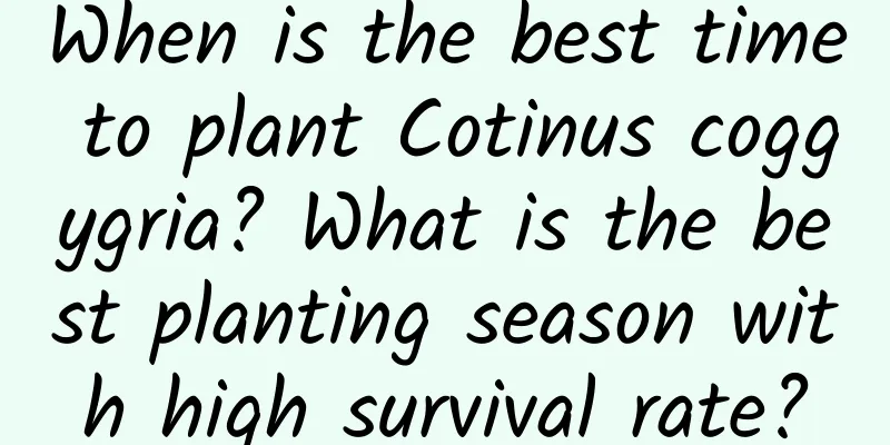 When is the best time to plant Cotinus coggygria? What is the best planting season with high survival rate?