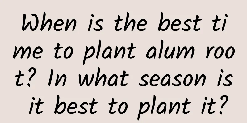 When is the best time to plant alum root? In what season is it best to plant it?