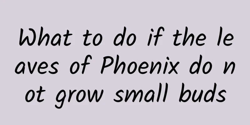 What to do if the leaves of Phoenix do not grow small buds