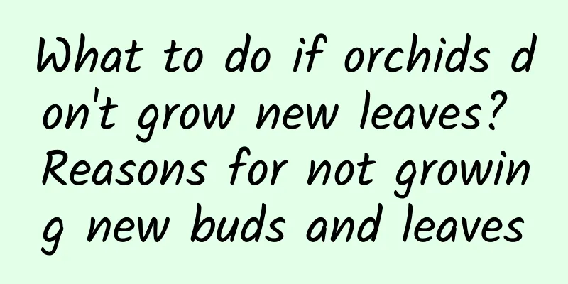 What to do if orchids don't grow new leaves? Reasons for not growing new buds and leaves