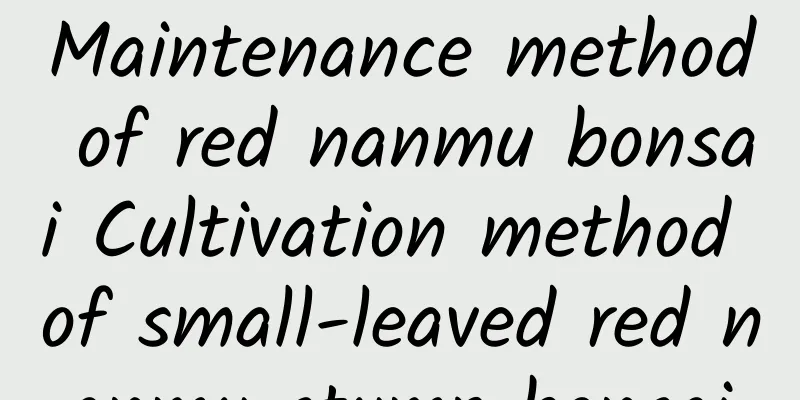 Maintenance method of red nanmu bonsai Cultivation method of small-leaved red nanmu stump bonsai
