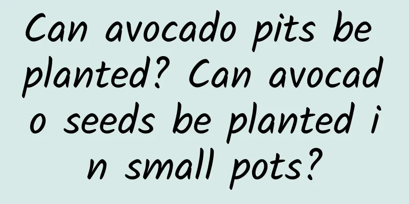 Can avocado pits be planted? Can avocado seeds be planted in small pots?