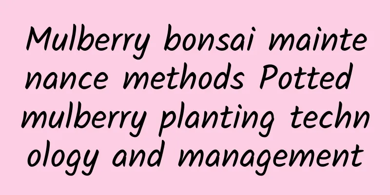 Mulberry bonsai maintenance methods Potted mulberry planting technology and management