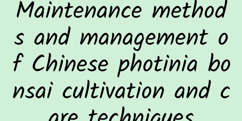 Maintenance methods and management of Chinese photinia bonsai cultivation and care techniques
