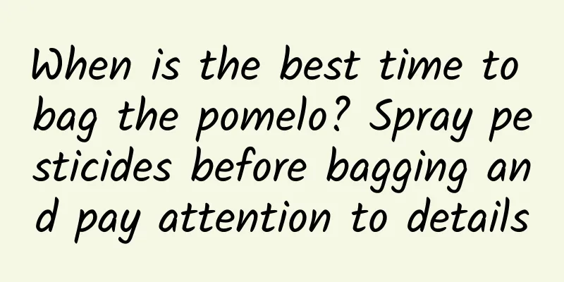 When is the best time to bag the pomelo? Spray pesticides before bagging and pay attention to details