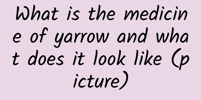 What is the medicine of yarrow and what does it look like (picture)