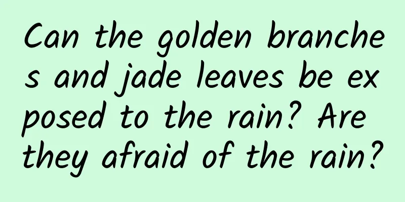 Can the golden branches and jade leaves be exposed to the rain? Are they afraid of the rain?