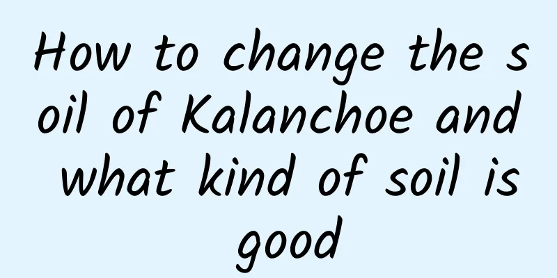 How to change the soil of Kalanchoe and what kind of soil is good
