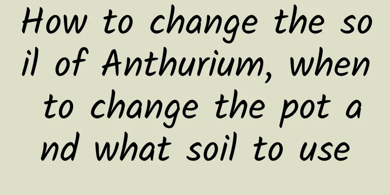 How to change the soil of Anthurium, when to change the pot and what soil to use