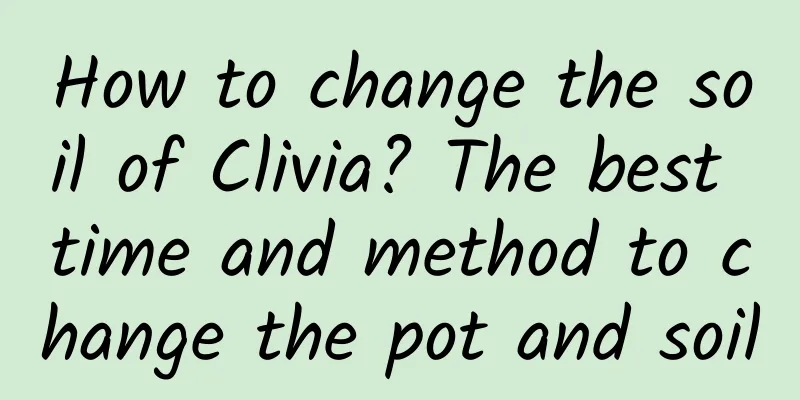 How to change the soil of Clivia? The best time and method to change the pot and soil