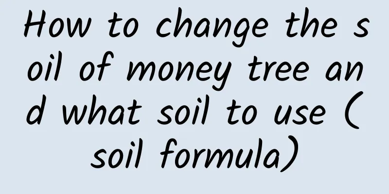 How to change the soil of money tree and what soil to use (soil formula)